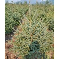 出售黑龍江云杉