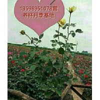 供月季，月季營(yíng)養(yǎng)杯苗，玫瑰，玫瑰營(yíng)養(yǎng)杯苗，騰本月季月季