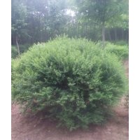 基地直供小葉女貞球50-2米