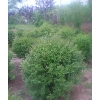 小葉女貞球50-2米 質(zhì)量好，江蘇沭陽