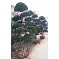 精品小葉女貞造型大量供應(yīng)、自產(chǎn)自銷、10片以上、大云片