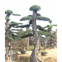 特價(jià)造型苗木|造型榆樹|湖南造型榆樹價(jià)格|生態(tài)資源