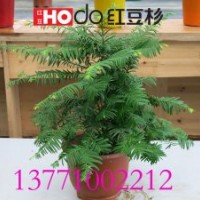 紅豆杉盆景 抗輻射 凈化空氣 七夕備貨首選