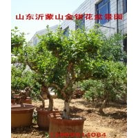中國(guó)金銀花之鄉(xiāng)供應(yīng)金銀花盆景苗
