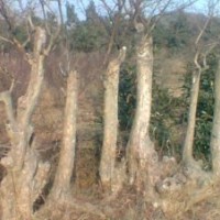 紫薇，大型盆景