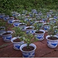 紅豆杉盆景價(jià)格_紅豆杉盆栽價(jià)格