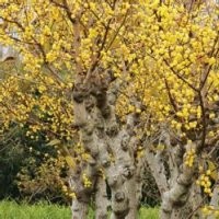 絲蘭價格,合歡價格,薔微價格,臘梅價格,金鐘價格,迎春價格表