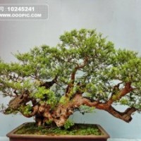 高叔苗木，價(jià)格從由，請(qǐng)速聯(lián)系