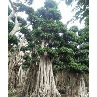 重慶造景榕樹樁頭/2016年四川小葉榕樁頭盆景樹批發(fā)價(jià)格