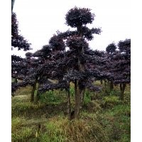 20公分造型羅漢松 30公分造型紅桎木 40公分小葉女貞造型樹