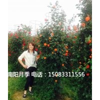 月季花球,月季墻,月季花瓶,造型月季，藤本月季批發(fā)