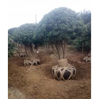 湖南造型花木基地 瀏陽造型花木價格 造型楊梅樹球 造型紅花繼木