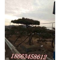 出售造型油松、黑松、平頂松、景觀松、盆景、大規(guī)格柿子樹。