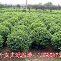 小葉女貞球冠幅80-100厘米優(yōu)質(zhì)小葉女貞球價(jià)格圖片小葉女貞球基地
