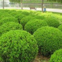 冠幅3.5m小葉黃楊球