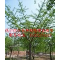 15公分嫁接樹(shù)