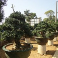 長期供應(yīng)優(yōu)質(zhì)北海羅漢松苗木盆景