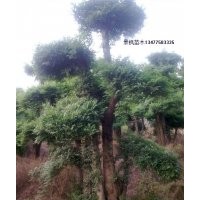 對節(jié)白蠟盆景 對節(jié)白蠟景觀樹 對節(jié)白蠟小苗扦插苗 對節(jié)白蠟樹樁