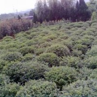 供應(yīng)各種綠化球類樹(shù)