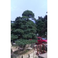 D20cm造型五針?biāo)?/></a>
<div><a href=