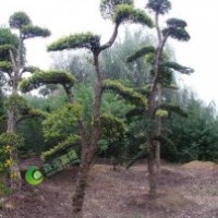 長(zhǎng)期供應(yīng)胸徑15公分到28公分精品造型柞樹、榨樹