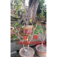 臘梅盆景供應(yīng)、銷售臘梅盆景、臘梅盆景價格