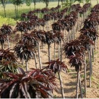 常年供應(yīng)精品紅葉壽星桃