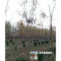 北欒2-5公分，