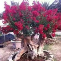 大量供應(yīng)優(yōu)質(zhì)紫薇樹樁，桂花樹及各類花卉苗木