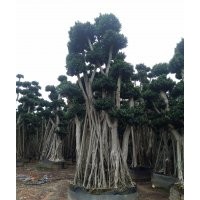 原葉小葉榕樁頭/吊根造型景觀榕樹樁頭2016批發(fā)