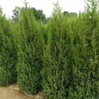 苗木供應(yīng)信息刺?hào)?,8__2,5米,刺?hào)嗲?/></a>
<div><a href=