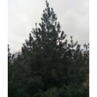 個(gè)人抵賬白皮松低價(jià)出售