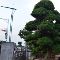 廣東精品造型日本黑松價格風景樹行道樹庭院樹