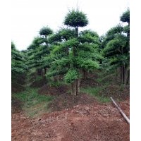 湖南小葉女貞造型基地20-30-40-50-60-70公分價格 造型女貞批發(fā)價