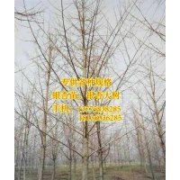 銀杏樹,十萬畝銀杏,15公分銀杏樹