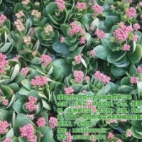 長壽花盆栽、開封長壽花、世錦花卉(圖)