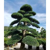 漳州三角梅價(jià)格&精品小葉榕樁頭（造型羅漢松盆景）2018行情