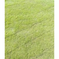 草坪 、草坪、金氏苗木(查看)