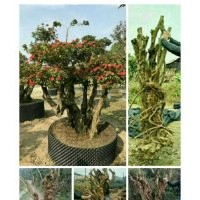 出售各種造型樁