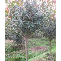 句容供應(yīng)優(yōu)質(zhì)紅葉石楠