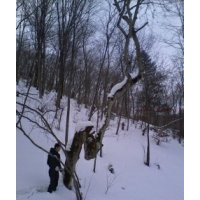 供造型特型樹，史上最雷、最牛的樹