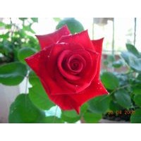 月季，黃楊球，女貞球，小檗球。