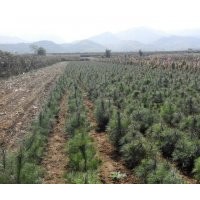 供應(yīng)華山松