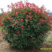 重慶綠化花木精心修剪桂花樹紅繼木球紅葉石楠球海桐球等外形精美