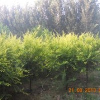 金葉榆供應(yīng)基地