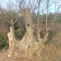 紫薇，大型盆景