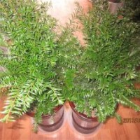 南方紅豆杉盆景價格