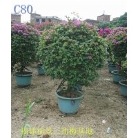 大量供應(yīng)各種規(guī)格三角梅