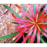 海島羅漢松苗、紅葉羅漢松苗、彩葉羅漢松苗