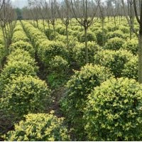 大量金葉女貞球，多年生鳶尾萱草供應(yīng)中